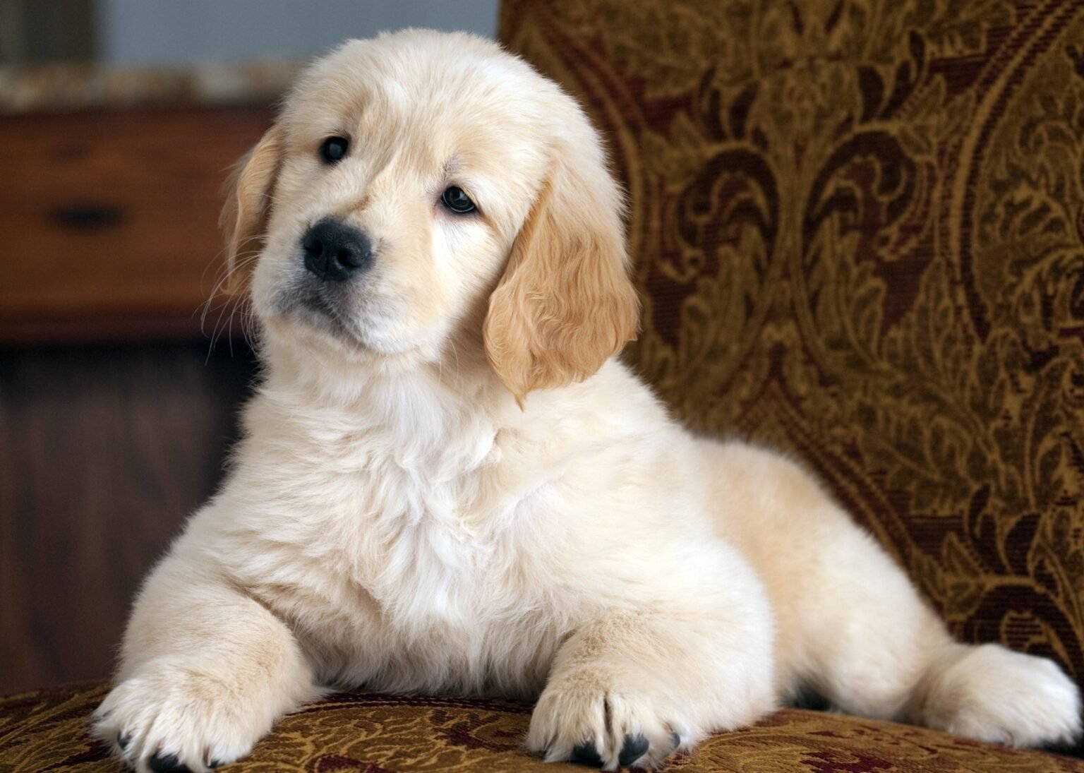 golden doodle puppies